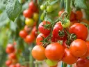 balde-cultivo-dwc-tomate-hidropais.webp