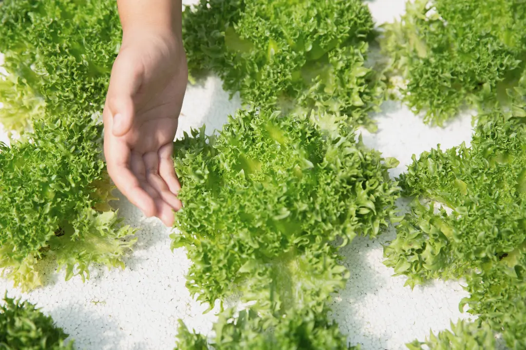 21p-5.webp