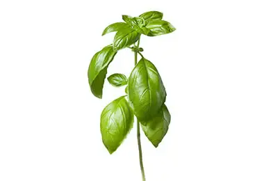 [SEM-00232] Semillas de Albahaca