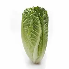 [SEM-00240] Semillas de Lechuga Romana
