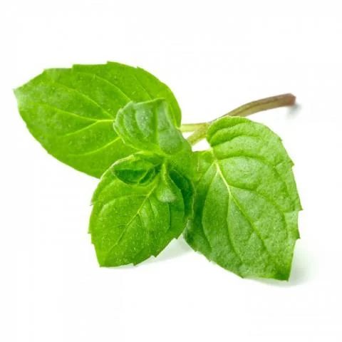 Semillas de Menta