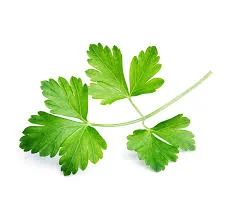 Semillas de Cilantro