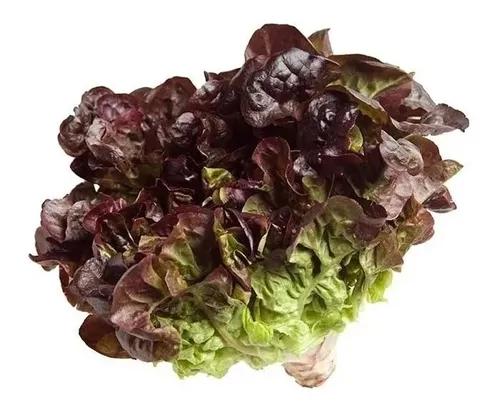 Semillas de Lechuga Morada