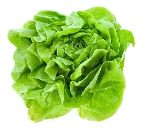 Semillas de Lechuga Batavia